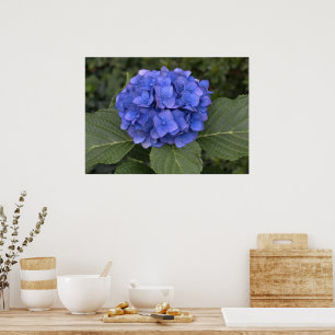 Hübsch Blue Hydrangea Poster