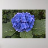 Hübsch Blue Hydrangea Poster (Vorne)