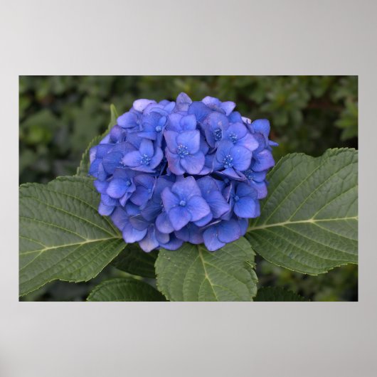 Hübsch Blue Hydrangea Poster (Vorne)