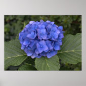 Hübsch Blue Hydrangea Poster (Vorne)
