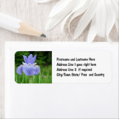 Hübsch Blue Indigo Sibirien Iris Blume Bloom (Insitu)