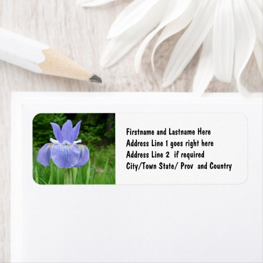 Hübsch Blue Indigo Sibirien Iris Blume Bloom (Insitu)