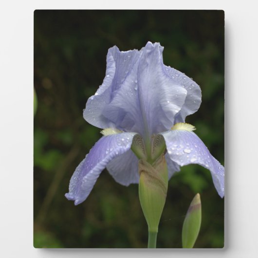 Hübsch Blue Iris Floral Raindrops EASEL Fotoplatte (Vorderseite)