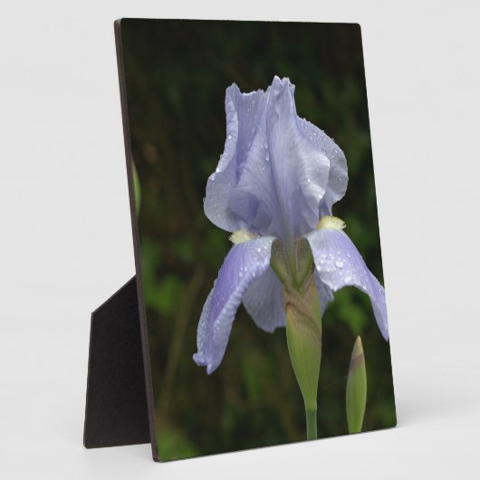 Hübsch Blue Iris Floral Raindrops EASEL Fotoplatte (Seite)
