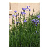Hübsch Blue Irises Floral Fotodruck (Vorne)