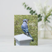 Hübsch Blue Jay Bird Custom Grußkarten (Stehend Vorderseite)