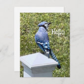 Hübsch Blue Jay Bird Custom Grußkarten (Vorne/Hinten)