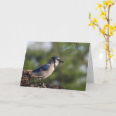 Hübsch Blue Jay Bird wird gut Karte (Gelbe Blume)