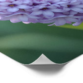 Hübsch Blue Jay Stehend auf Lilac Branchen Poster (Ecke)