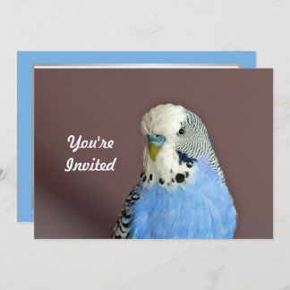 Hübsch Blue Parakeet Foto Geburtstag Einladung
