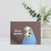 Hübsch Blue Parakeet Foto Geburtstagspostkarte Postkarte (Stehend Vorderseite)