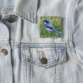 Hübsch Blue Scrub Jay Bird Foto Button (Beispiel)