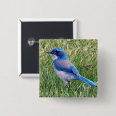 Hübsch Blue Scrub Jay Bird Foto Button (Vorne & Hinten)