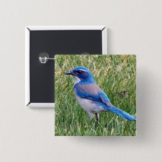 Hübsch Blue Scrub Jay Bird Foto Button (Vorne & Hinten)
