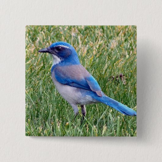 Hübsch Blue Scrub Jay Bird Foto Button (Vorderseite)
