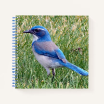 Hübsch Blue Scrub Jay Bird Foto