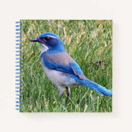 Hübsch Blue Scrub Jay Bird Foto Notizblock