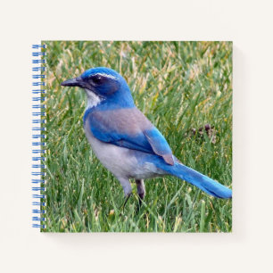 Hübsch Blue Scrub Jay Bird Foto Notizblock