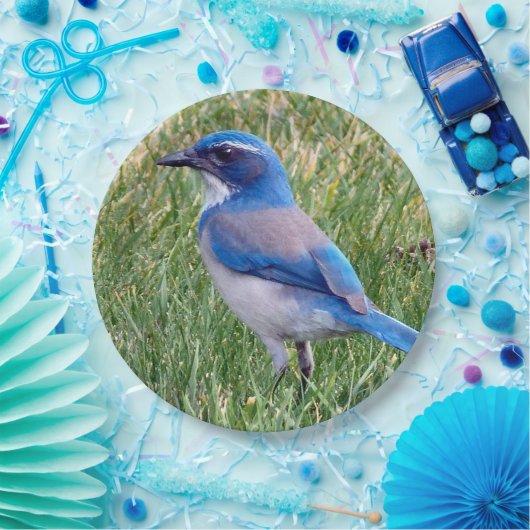 Hübsch Blue Scrub Jay Bird Foto Pappteller (Party)