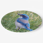 Hübsch Blue Scrub Jay Bird Foto Pappteller (Schrägansicht)