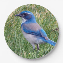 Hübsch Blue Scrub Jay Bird Foto