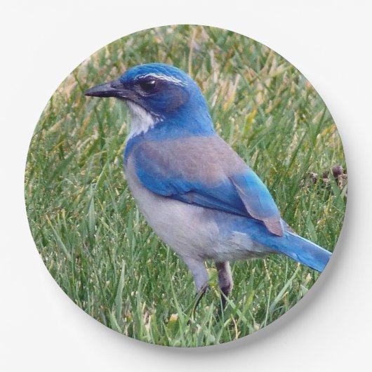 Hübsch Blue Scrub Jay Bird Foto Pappteller (Vorderseite)