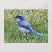 Hübsch Blue Scrub Jay Bird Foto