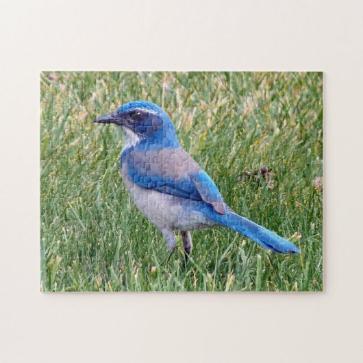 Hübsch Blue Scrub Jay Bird Foto Puzzle (Horizontal)