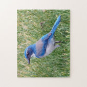 Hübsch Blue Scrub Jay Bird Foto Puzzle (Vertikal)