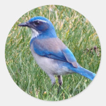 Hübsch Blue Scrub Jay Bird Foto