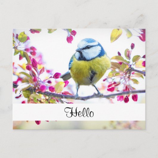 Hübsch Blue & Yellow Bird auf einer Zweigstelle Ha Postkarte (Vorderseite)