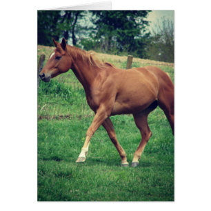 Hübsch Boy, Schottland