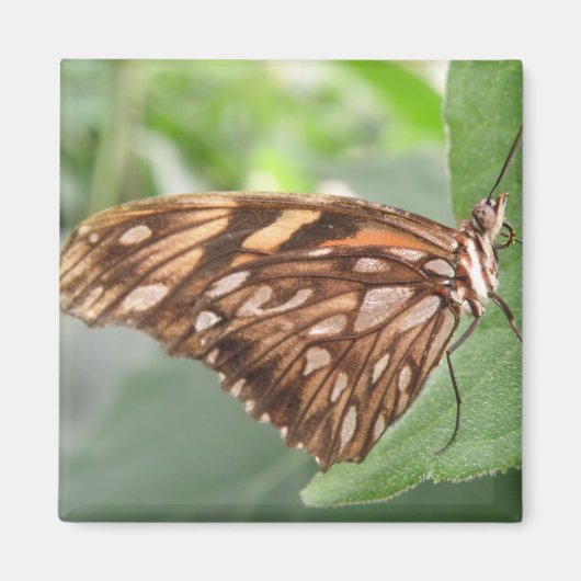 Hübsch Brown Butterfly Magnet (Vorne)