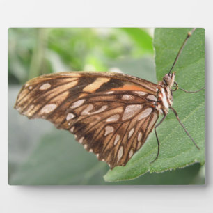 Hübsch Brown Butterfly Plaque Fotoplatte
