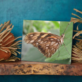 Hübsch Brown Butterfly Plaque Fotoplatte (Seite)