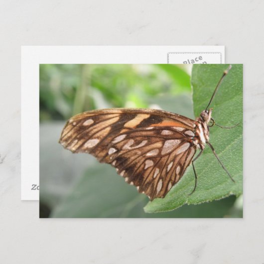 Hübsch Brown Butterfly Postkarte (Vorne/Hinten)