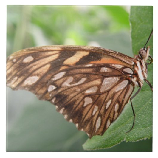 Hübsch Brown Butterfly Tile Fliese (Vorderseite)