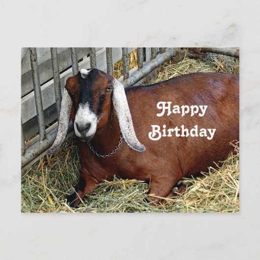 Hübsch Brown Nubian Goat Foto Geburtstag Postkarte (Vorderseite)
