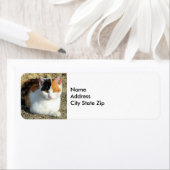 Hübsch Calico Cat Foto (Insitu)