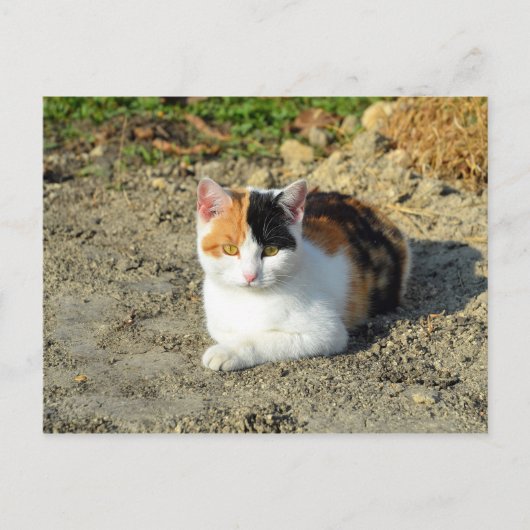 Hübsch Calico Cat Foto Postkarte (Vorderseite)