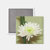 Hübsch Chrysanthemum Magnet (Vorderseite/Rückseite)