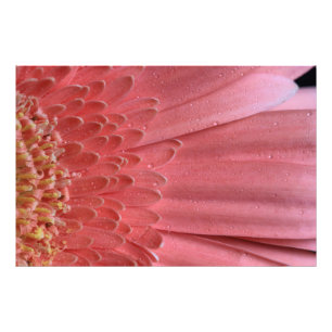 Hübsch Coral Pink Gerbera Daisy Fotodruck