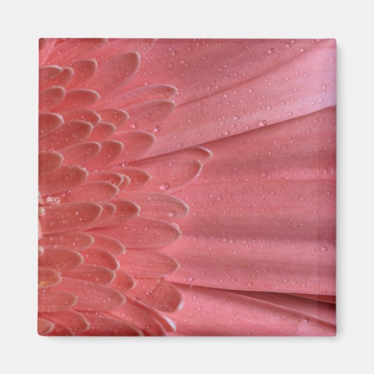 Hübsch Coral Pink Gerbera Daisy Magnet (Vorne)