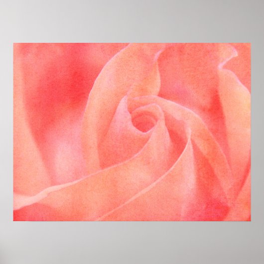 Hübsch Coral Pink Rose Blumenfotografie Poster (Vorne)