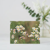 Hübsch Daisy Postkarte (Stehend Vorderseite)