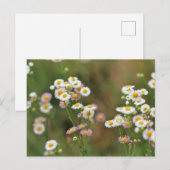 Hübsch Daisy Postkarte (Vorne/Hinten)