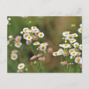 Hübsch Daisy Postkarte