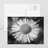 Hübsch Daisy Postkarte (Vorne/Hinten)