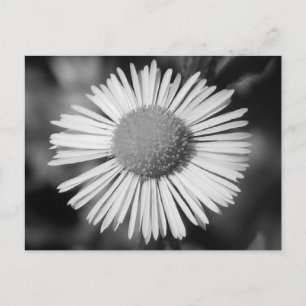 Hübsch Daisy Postkarte