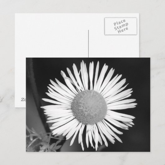 Hübsch Daisy Postkarte (Vorne/Hinten)